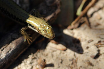 skink