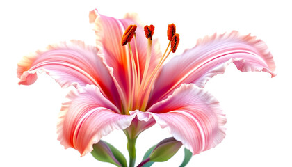 Naklejka premium Botanical illustration of a stunning pink and orange flower with smooth, curved petals. The digital artwork captures the subtle color transitions and fine veins of each petal, creating a soft yet vibr