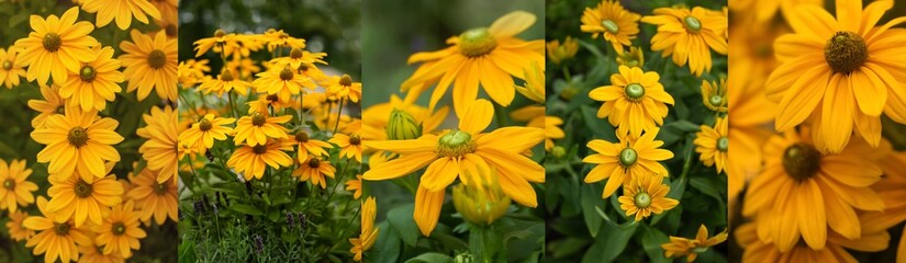 żółta rudbekia jesienią w ogrodzie, flower meadow	