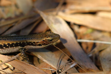 skink