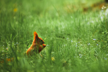 A furry squirrel enjoys snack outdoors