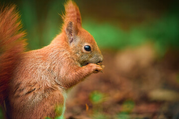 Squirrel eating in the park close-up. Holds food in paws.