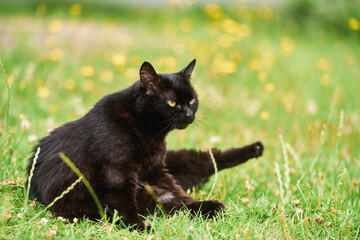 cat relaxing on green grass in sunny garden