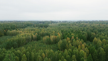 Colorful autumn trees under sunlight
