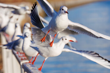 神奈川県の県鳥、飛翔する美しいユリカモメ（カモメ科）他の群れ
英名学名：Black-headed gulls (Larus ridibundus)
神奈川県横浜市鶴見川-2025
