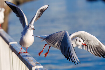 神奈川県の県鳥、飛翔する美しいユリカモメ（カモメ科）他の群れ
英名学名：Black-headed gulls (Larus ridibundus)
神奈川県横浜市鶴見川-2025
