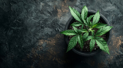 Cannabis leaves in a pot on a dark background. Growing medical marijuana 