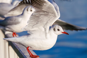 神奈川県の県鳥、飛翔する美しいユリカモメ（カモメ科）他の群れ
英名学名：Black-headed gulls (Larus ridibundus)
神奈川県横浜市鶴見川-2025
