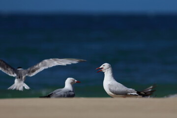 silver gull