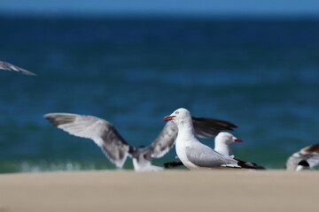 silver gull