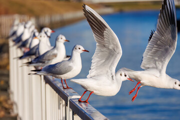 神奈川県の県鳥、飛翔する美しいユリカモメ（カモメ科）他の群れ
英名学名：Black-headed gulls (Larus ridibundus)
神奈川県横浜市鶴見川-2025
