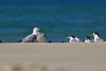 silver gull