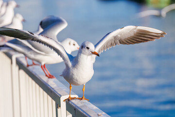 神奈川県の県鳥、飛翔する美しいユリカモメ（カモメ科）他の群れ
英名学名：Black-headed gulls (Larus ridibundus)
神奈川県横浜市鶴見川-2025

