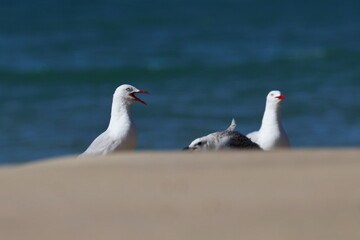 silver gull