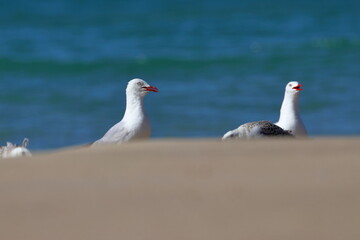 silver gull