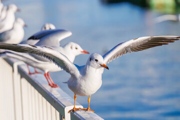 神奈川県の県鳥、飛翔する美しいユリカモメ（カモメ科）他の群れ
英名学名：Black-headed gulls (Larus ridibundus)
神奈川県横浜市鶴見川-2025
