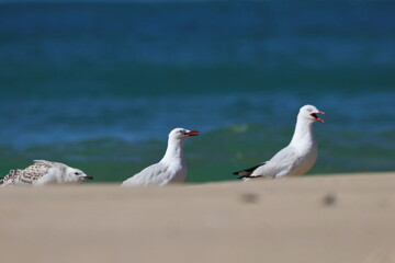 Obraz premium silver gull