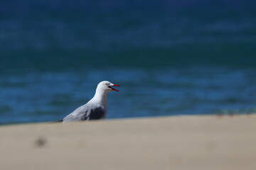 silver gull