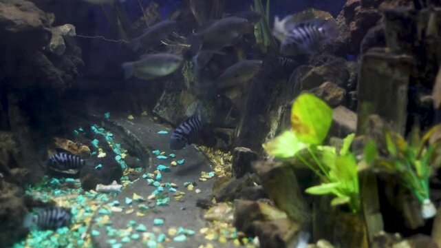 Convict cichlid (Amatitlania nigrofasciata) fish swimming in an aquarium at a zoo