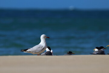 silver gull
