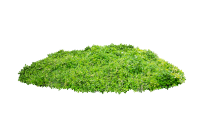 Green bush isolated on white background. Large trees database Botanical garden organization elements of Asian nature in Thailand, tropical trees isolated used for design, advertising and architecture.
