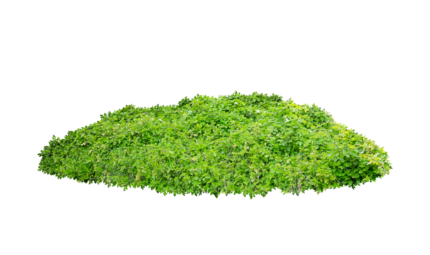 Green bush isolated on white background. Large trees database Botanical garden organization elements of Asian nature in Thailand, tropical trees isolated used for design, advertising and architecture.