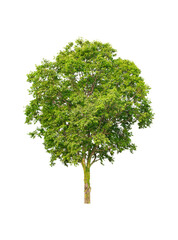 isolated big tree on White Background. Large trees database Botanical garden organization elements of Asian nature in Thailand, tropical trees isolated used for design, advertising and architecture.