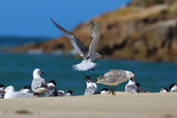 silver gull