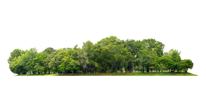 group green tree isolate on white background. Cutout tree line. Row of green trees and shrubs in summer isolated on white background. ForestScene. High quality clipping mask. Forest and green foliage.