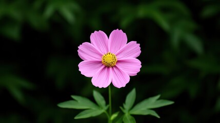 Obraz premium A vibrant pink flower with a yellow center, surrounded by green leaves, showcasing the beauty of nature in a lush setting.