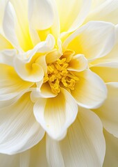 Fototapeta premium A close-up view of a beautiful white flower with soft yellow accents, showcasing delicate petals and vibrant stamens at its center.