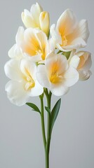 A delicate bouquet of white and yellow freesia flowers, showcasing their elegant petals and fresh green stems against a light background.