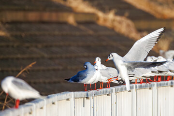 神奈川県の県鳥、飛翔する美しいユリカモメ（カモメ科）他の群れ
英名学名：Black-headed gulls (Larus ridibundus)
神奈川県横浜市鶴見川-2025
