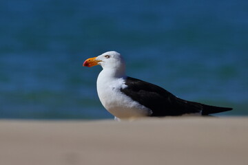 pacific gull
