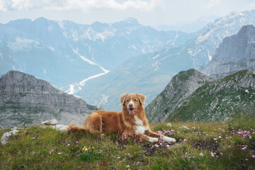 A Nova Scotia Duck Tolling Retriever dog relaxes on a highland ridge with a cloudy sky and...