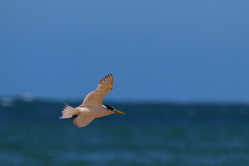 silver gull