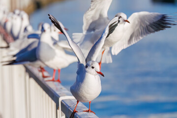 神奈川県の県鳥、飛翔する美しいユリカモメ（カモメ科）他の群れ
英名学名：Black-headed gulls (Larus ridibundus)
神奈川県横浜市鶴見川-2025

