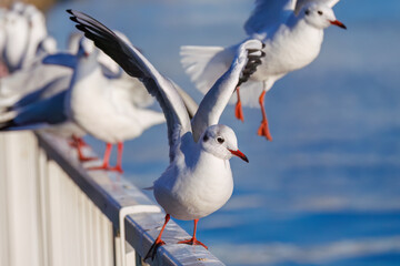 神奈川県の県鳥、飛翔する美しいユリカモメ（カモメ科）他の群れ
英名学名：Black-headed gulls (Larus ridibundus)
神奈川県横浜市鶴見川-2025
