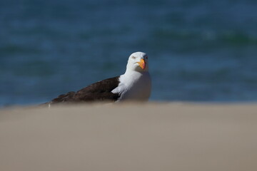gull beach