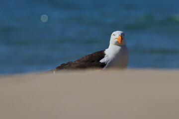 gull beach