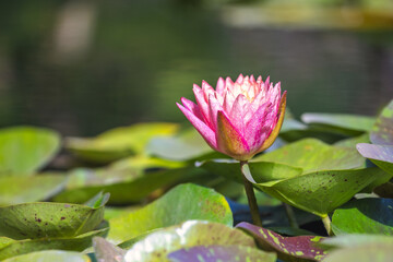 The Historical Botanical Garden La Concepcion in Malaga city at Andalusia, Spain, Europe. Pink...