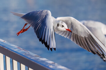 神奈川県の県鳥、飛翔する美しいユリカモメ（カモメ科）他の群れ
英名学名：Black-headed gulls (Larus ridibundus)
神奈川県横浜市鶴見川-2025
