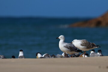 silver gull