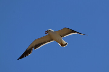 pacific gull detail