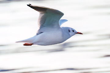 神奈川県の県鳥、飛翔する美しいユリカモメ（カモメ科）他の群れ
英名学名：Black-headed gulls (Larus ridibundus)
神奈川県横浜市鶴見川-2025
