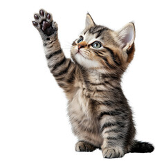 Obraz premium Playful Tabby Kitten Raising Paw, Cute Feline Portrait on White Background