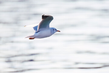 神奈川県の県鳥、飛翔する美しいユリカモメ（カモメ科）他の群れ
英名学名：Black-headed gulls (Larus ridibundus)
神奈川県横浜市鶴見川-2025
