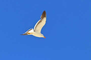 pacific gull detail