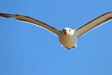 pacific gull detail