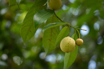 Nutmeg is a tropical spice that delivers two distinct flavors. Genus is Myristica.